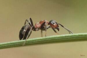Ameisen Schädlingsbekämpfung