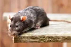 Ratten Schädlingsbekämpfung