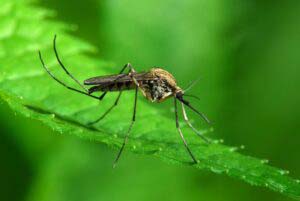 Mücken Schädlingsbekämpfung
