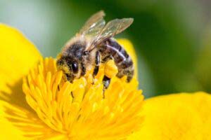 Bienen Schädlingsbekämpfung