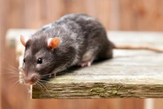Kammerjäger für Ratten