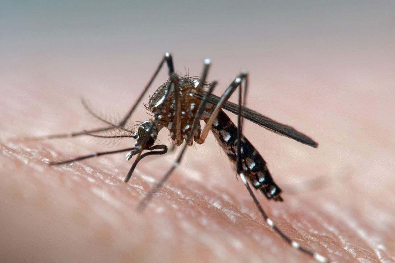 Kammerjäger für Mücken