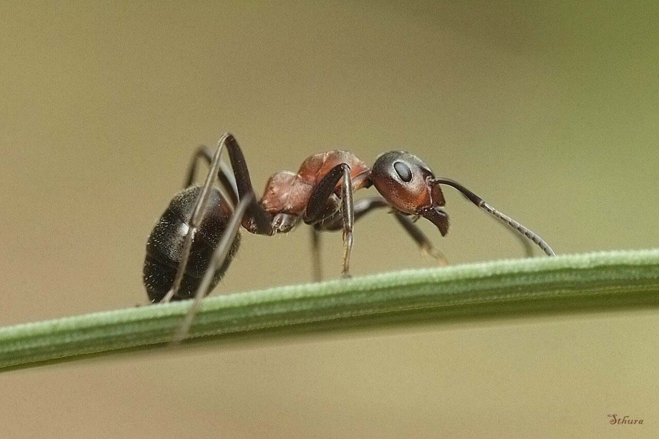 Kammerjäger für Ameisen