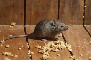 Mäuse Schädlingsbekämpfung