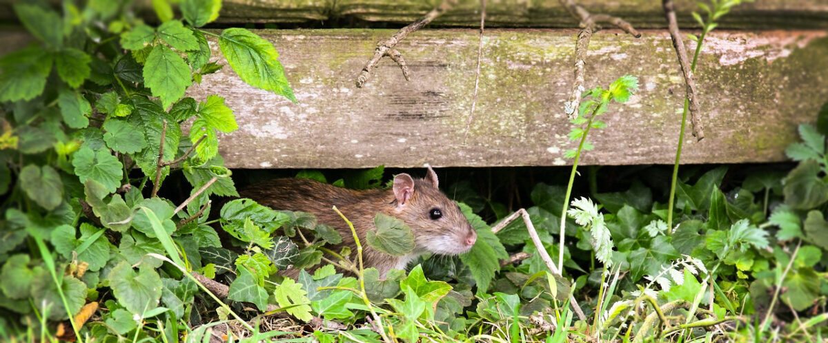 Wie man Ratten im Haus und Garten loswird
