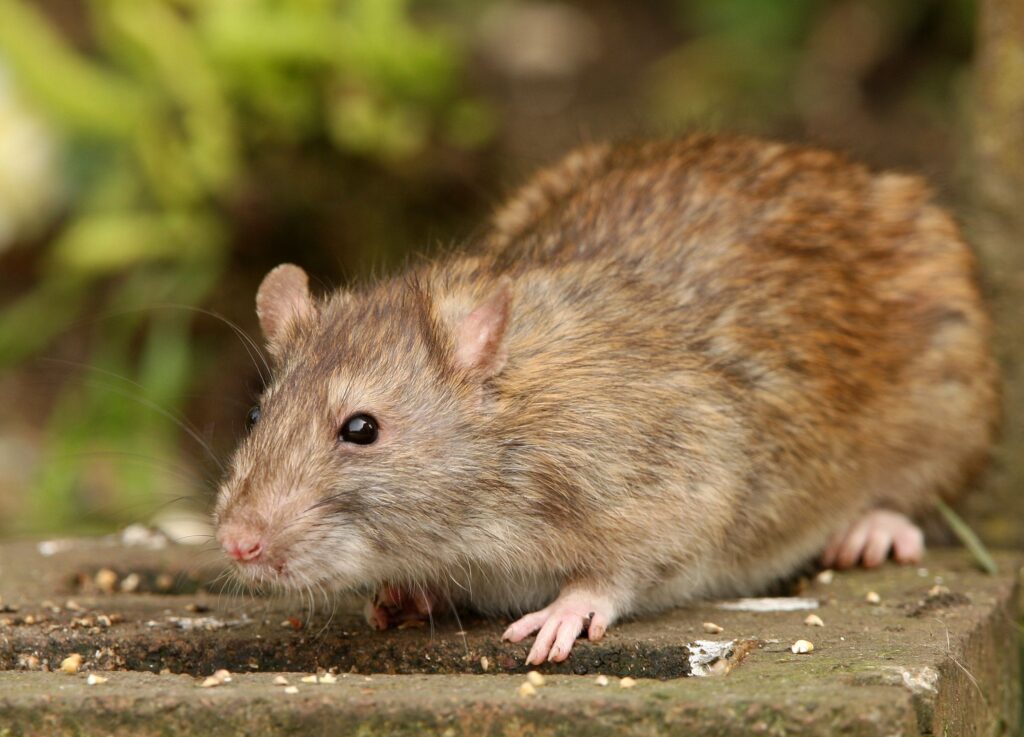 Ratten bekämpfen und aus Haus und Garten effektiv vertreiben